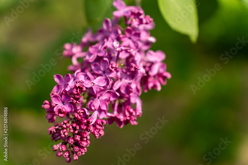Violet and purple branches of lilac in a spring park