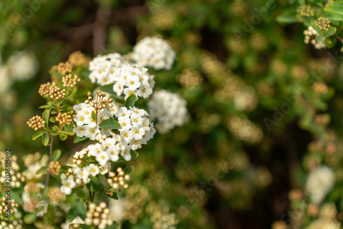 A lushly flowering bush of Spiraea vanhouttei in spring garden