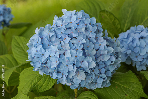 紫陽花