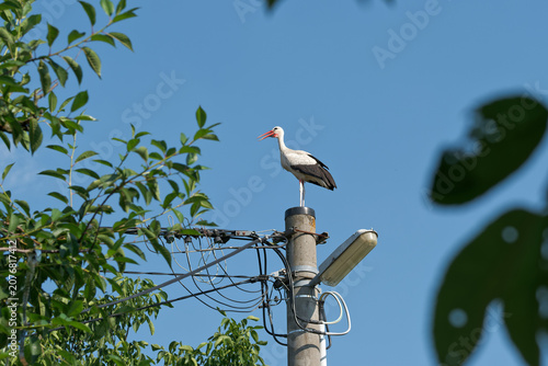 A stork is standing on a power line pole