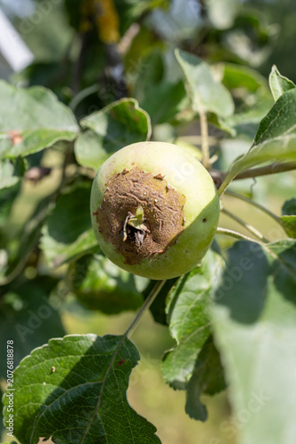 фотографія Unripe White Transparent apple (Malus domestica 'White Transparent') with apple