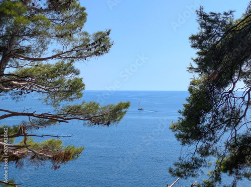 Adriatic Sea yacht  tree Montenegro