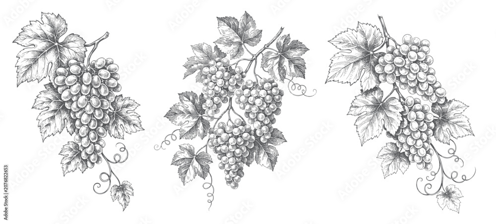 Fototapeta premium Hand drawn grape bunch collection with branch leaves and antique ink line work.