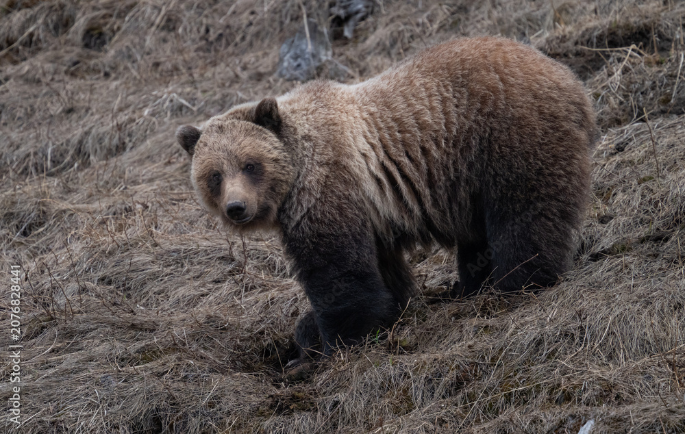 Fototapeta premium Young grizzly bear in the Canadian Rockies