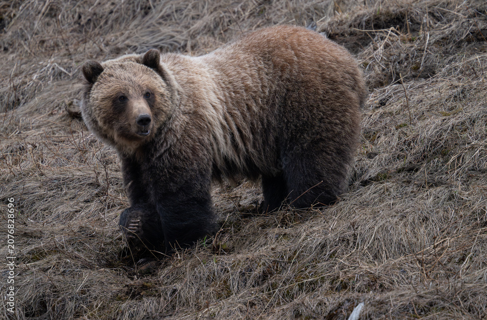 Fototapeta premium Young grizzly bear in the Canadian Rockies