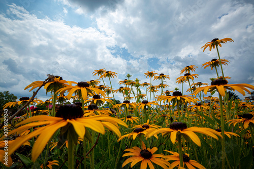 Black Eyed Susan Wildflowers Beneath Dramatic Summer Storm Clouds