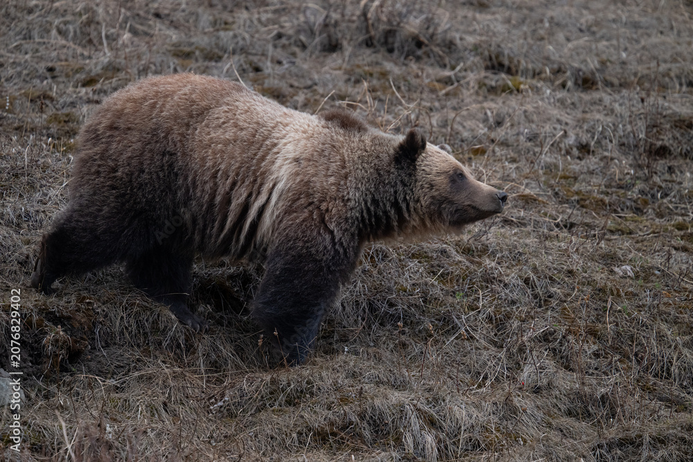 Fototapeta premium Young grizzly bear in the Canadian Rockies