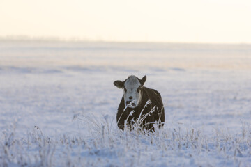 A Cow Grazing In Frosty Prairie Grass In Winter