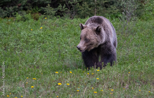 Foto Grizzly bear in the Canadian Rockies in the spring