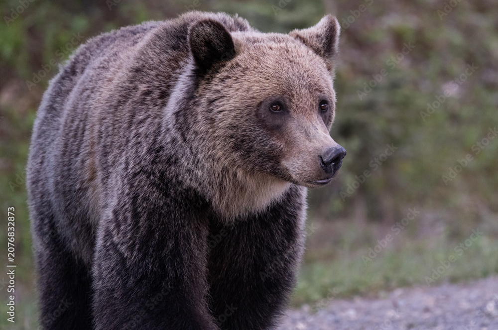 Fototapeta premium Young grizzly bear in the Canadian Rockies