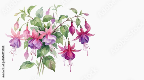 Fuchsia flowers with green leaves in watercolor style on white background  