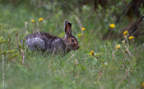 Snowshoe hare in the early summer