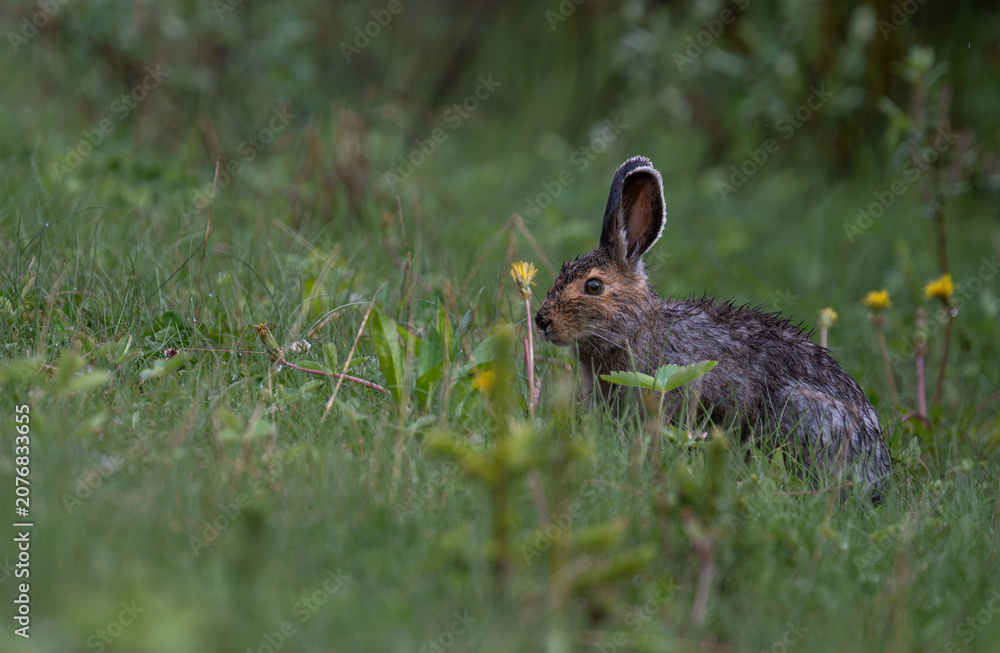 Naklejka premium Snowshoe hare in the early summer