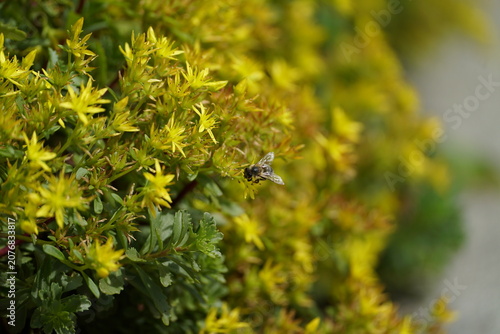 Quadro su tela Biene auf mildem Mauerpfefferstrauch (Sedum sexangulare)