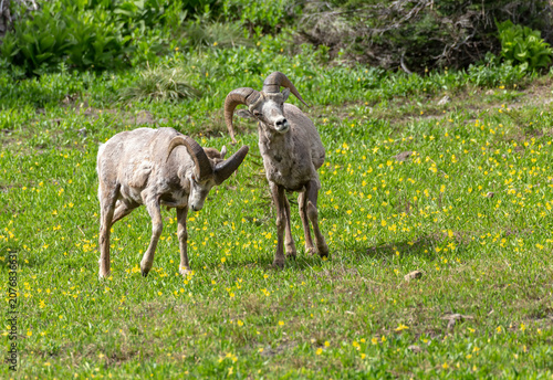 Photography Two Wild Bighorn Sheep Rams on Wildflower Meadow in Glacier National Park, Monta