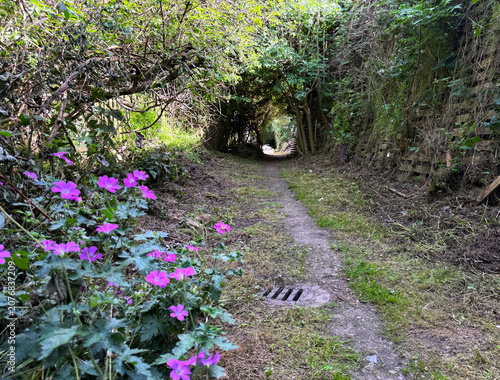 A narrow dirt trail winds through a lush, green woodland tunnel, with vibrant pink flowers lining the way and adding a splash of color to the scene on Scaley Hills in Wibsey, UK.
