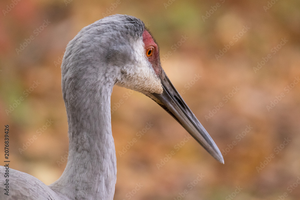 Naklejka premium Sandhill Crane 
