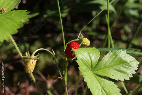 Wild strawberry. End of June