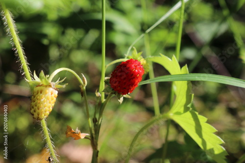 Wild strawberry. Red