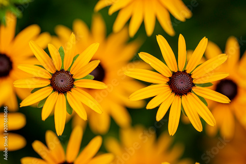 Close Up of Blooming Black Eyed Susan Wildflowers with Soft Background