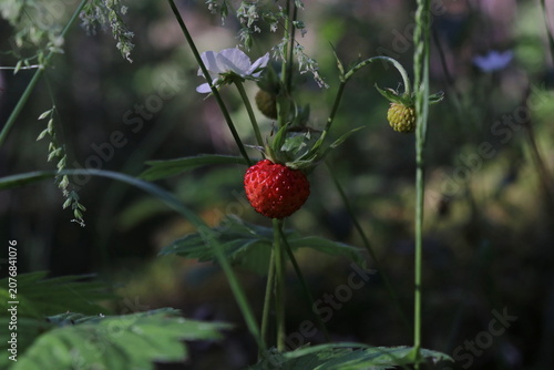 Wild strawberry. June. Lithuania