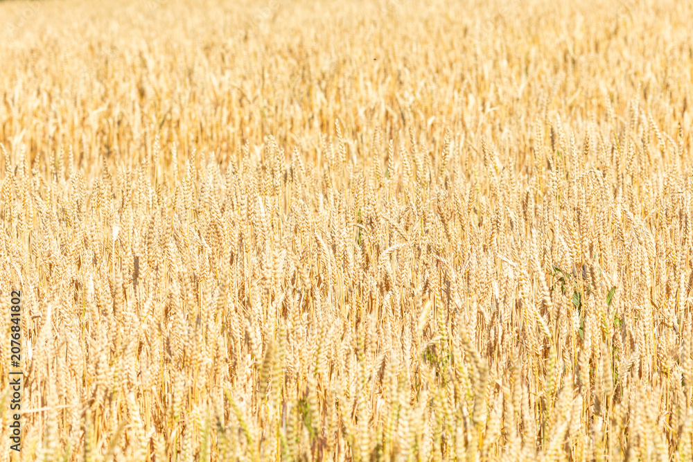 Fototapeta premium Expansive golden wheat field illuminated by bright sunlight, with numerous stalks of ripe grain standing tall, creating a picturesque rural agricultural landscape filled with natural beauty