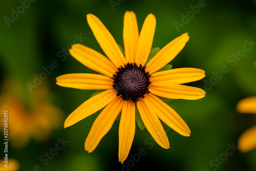 Close Up of a Blooming Black Eyed Susan Wildflower