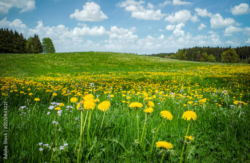 Obraz premium Peaceful picturesque mesmerizing atmospheric landscape meadow grasslands pasture with blooming dandelion flowers and forest, blue sky panorama, landscape horizontal format, real photo, non ai
