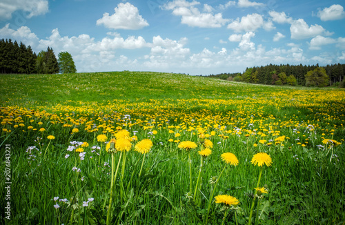 Peaceful picturesque mesmerizing atmospheric landscape meadow grasslands pasture with blooming dandelion flowers and forest, blue sky panorama, landscape horizontal format, real photo, non ai