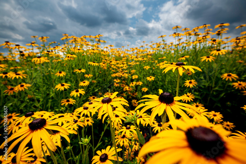 Field of Black Eyed Susan Wildflowers Beneath Dramatic Storm Clouds