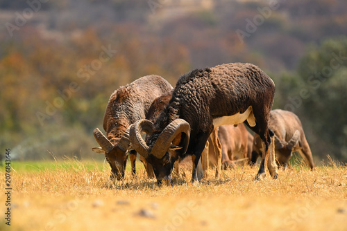 Fotografie Wild mouflon rams grazing in a dry autumn field with selective focus