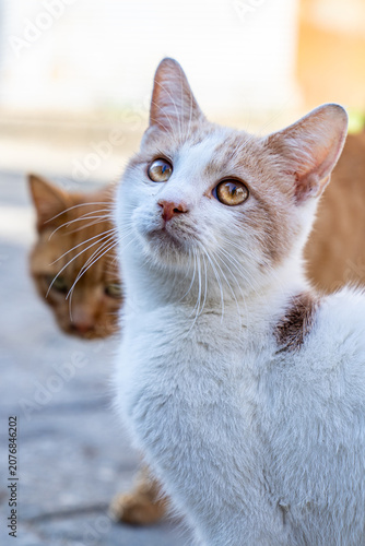 Photography cute street cats