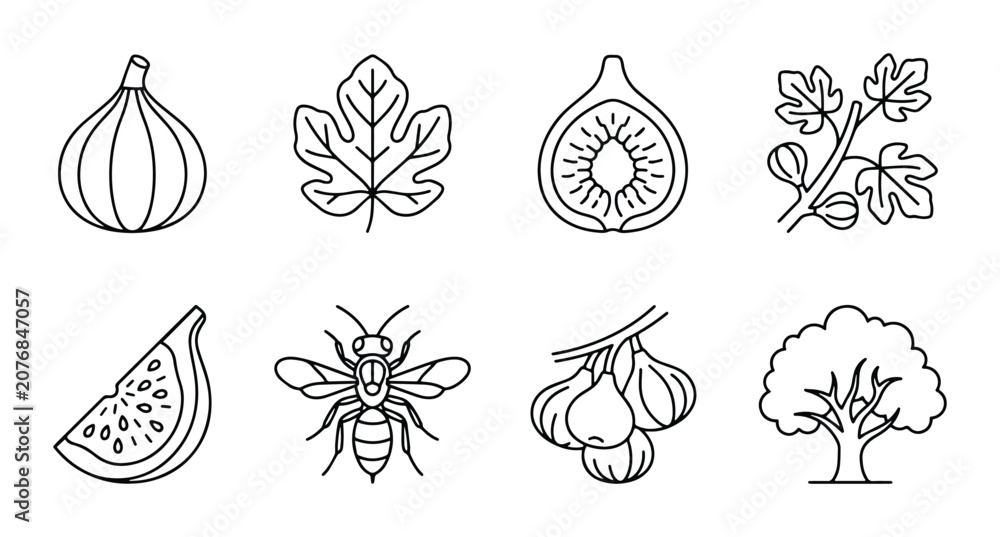 Fototapeta premium Fig Fruit Icons, Bee and Tree Vector Set: Organic Food, Nature Elements, Simple Line Art Collection