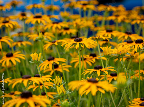 Field of Blooming Black Eyed Susan Wildflowers with Selective Focus