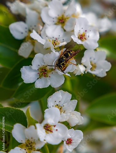 Wasp Sitting On Spring Flowers
