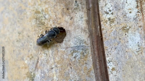 Megachilidae solitary mason bee inspecting old bamboo hole for nesting