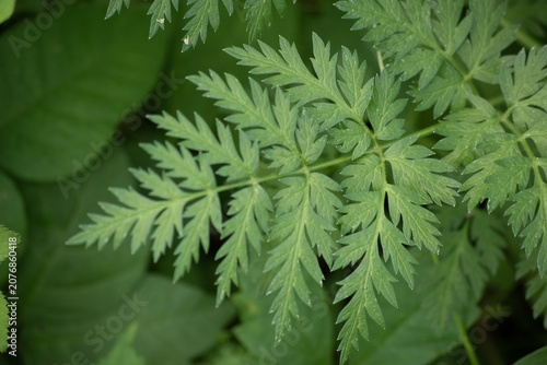 Foto Chervil Close