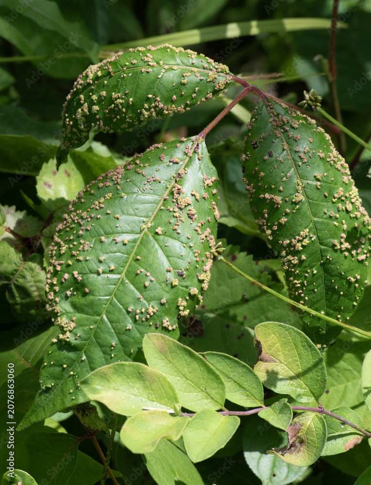 Fototapeta premium Bumpy Leaves