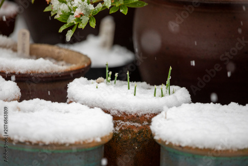A selection of plant pots in a back garden on a snowy day, United Kingdom