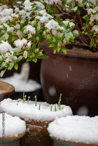 A selection of plant pots in a back garden on a snowy day, United Kingdom