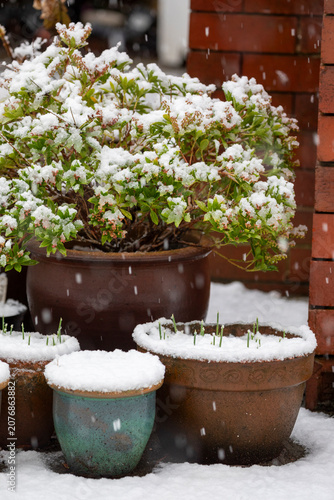 A selection of plant pots in a back garden on a snowy day, United Kingdom
