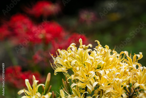 Cuadro en lienzo Yellow Spider Lilies with Red Bokeh Background