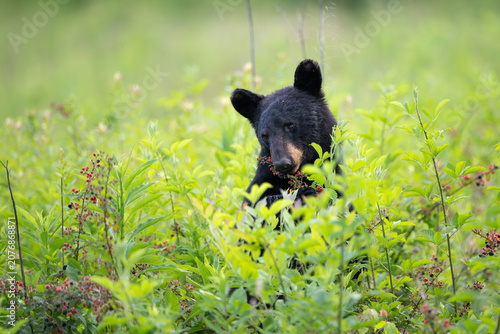 Amercan black bear feeding on berries