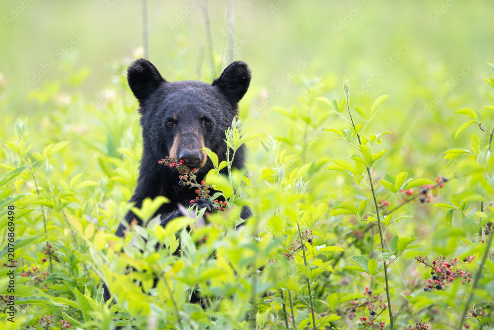 Fototapeta premium Amercan black bear feeding on berries