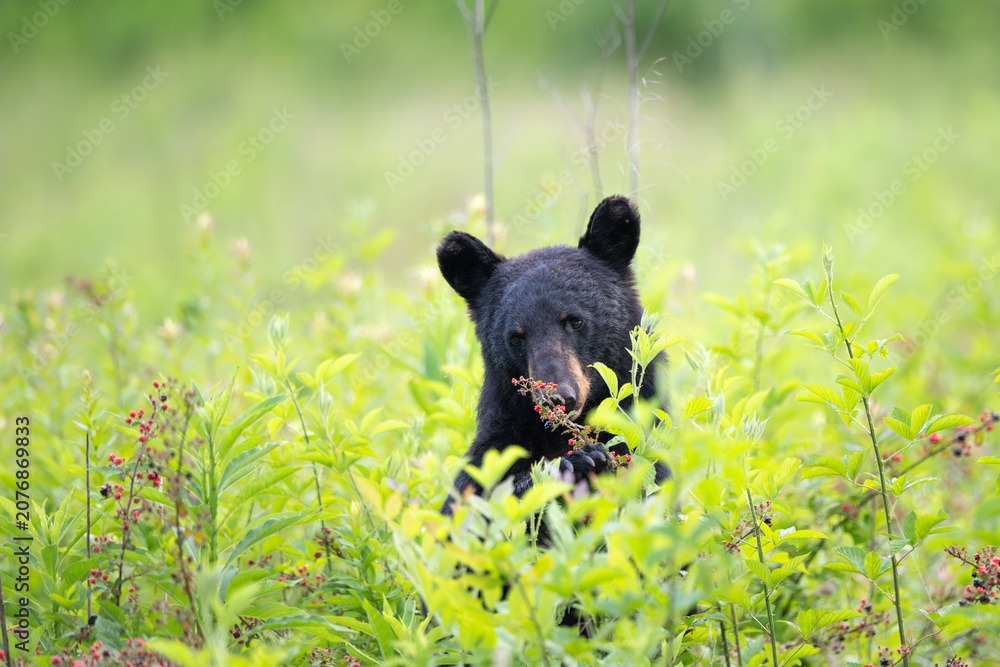 Naklejka premium Amercan black bear feeding on berries