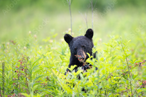 Amercan black bear feeding on berries