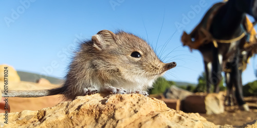 Obraz na plátně Macro shot of a rare North African elephant shrew sitting on a rock in Morocco
s