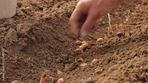 Green onion seeds planting by unrecognizable person in the greenhouse showing organic farming and agricultural production concept in 4K Ultra HD footage.
