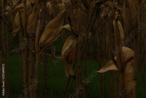 Fotografie Corn Field