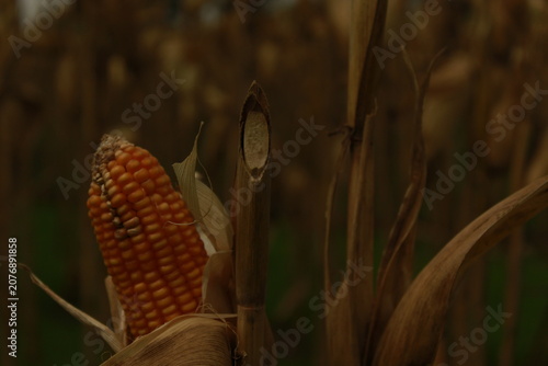 Schilderij op canvas Corn Field